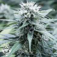 G13 Labs Seeds Sweet Amnesia